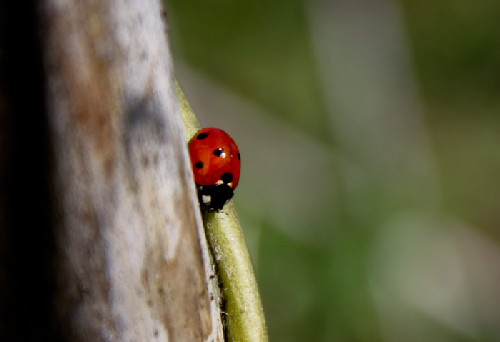 VITTORIA! Per le api, per la biodiversità, per l’ambiente, per i nostri figli, per …